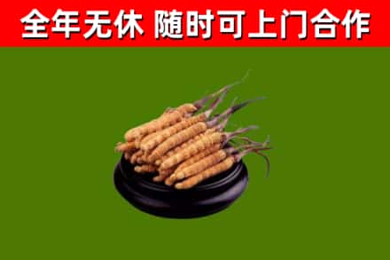 威海烟酒回收冬虫夏草.jpg